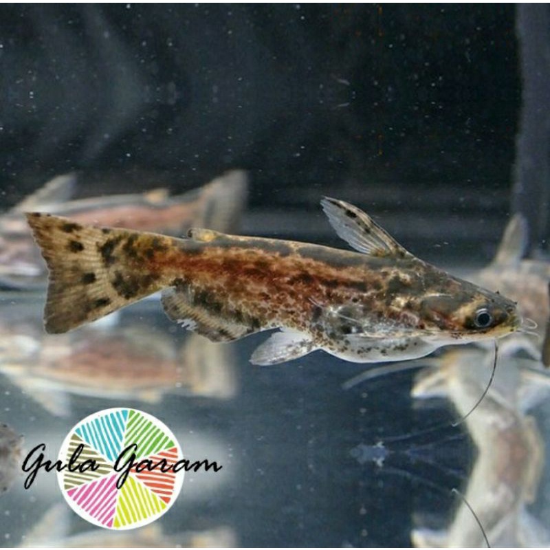 Jual Ikan Mini Colombian CatFish/Drifwood/Catfish/Colombian Jarang ada ...