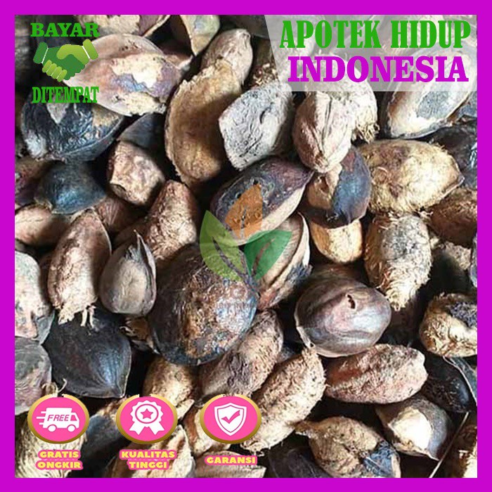 Jual Buah Ketapang Kering Untuk Pakan Burung Kenari Kakaktua Shopee