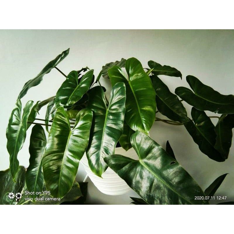 Jual Tanaman hias pohon philo brekele/pilo burlemax/philodendron ...