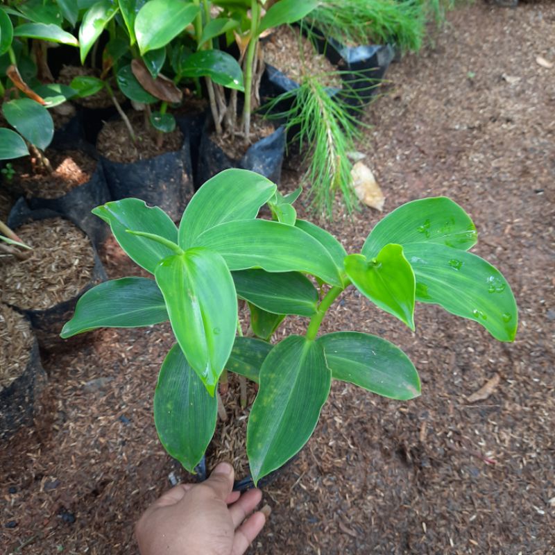 Jual {BISA COD} tanaman bunga pacing pentul merah pohon pacing pentul ...