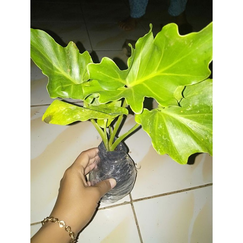 Jual tanaman hias pilo dendrum | Shopee Indonesia