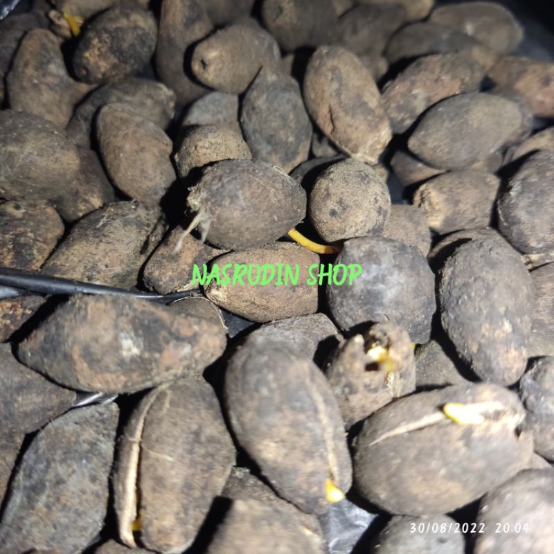 Jual BIBIT BUAH KAYU AFRIKA BIJI BUAH AFRIKA KAYU | APRIKA | MANII