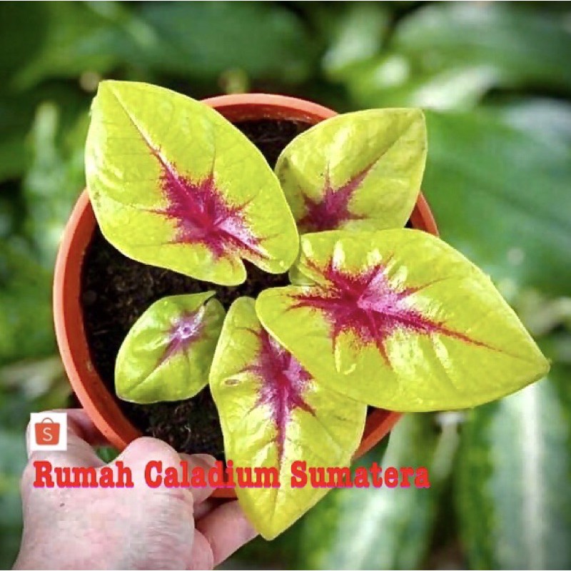 Jual Pre order Caladium Lemon Blues,Caladium Import,Bukan Tears Of the ...