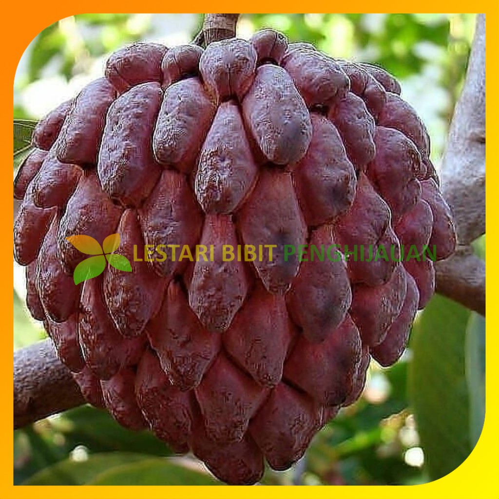 Jual Bibit Tanaman Srikaya Merah Hasil Stek Okulasi Cepat Berbuah