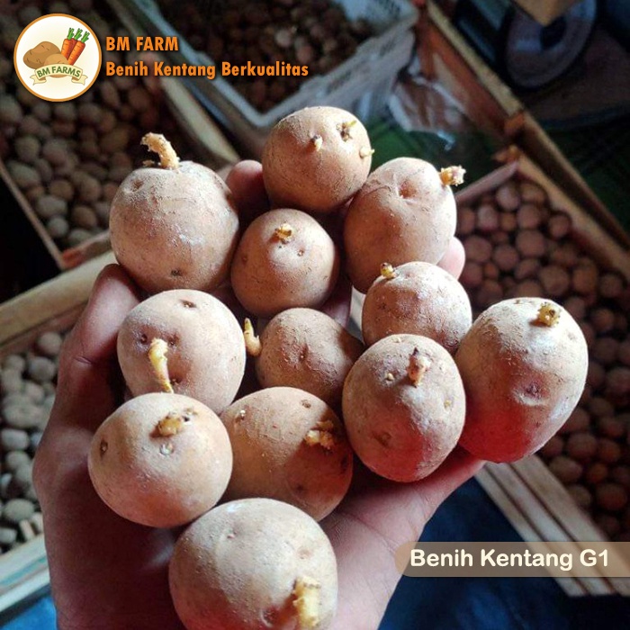 Jual Benih/Bibit Kentang G1 Granola L Bersertifikat Harga Untuk 1 Kg