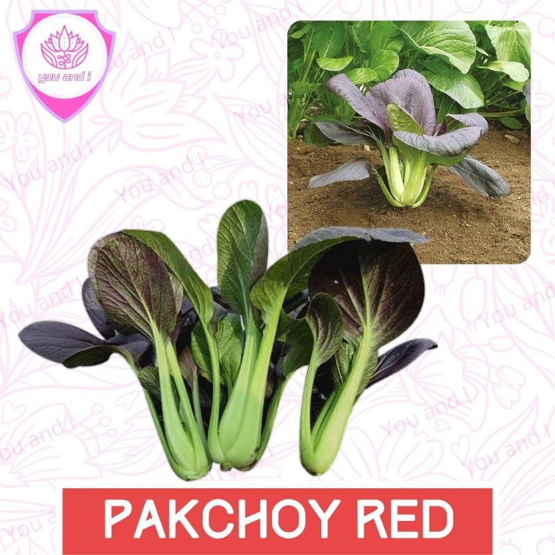 Jual PAKCHOY RED [isi-4] Benih Pakchoi Biji Sayur | Shopee Indonesia