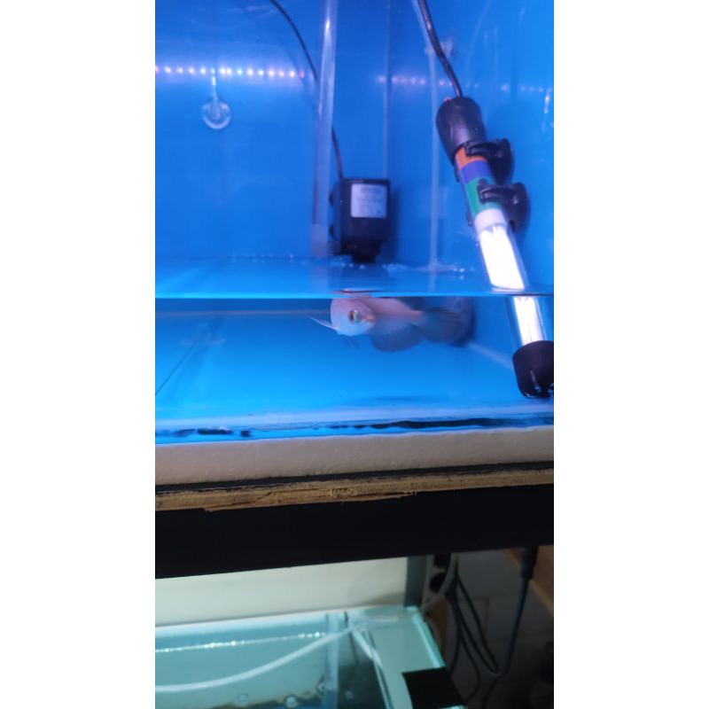 Jual ikan arwana super red size 13cm | Shopee Indonesia