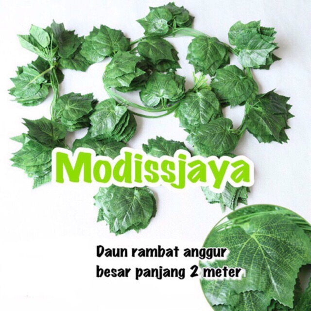 Jual Daun rambat anggur besar 2 meter | Shopee Indonesia