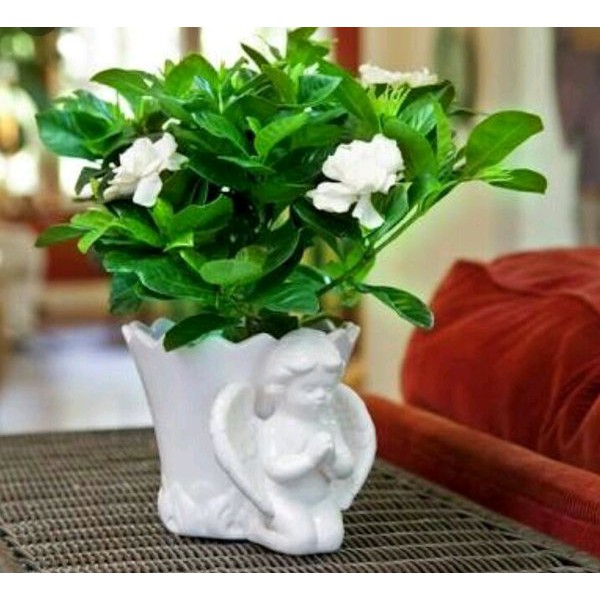 ( BISA COD ) Tanaman Hias Kaca Piring / Gardenia Jasminoides