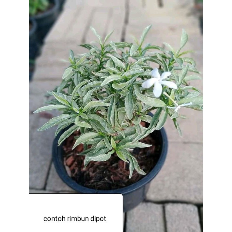 Jual rombusa 3 warna dan sudah berbungga usia remaja | Shopee Indonesia