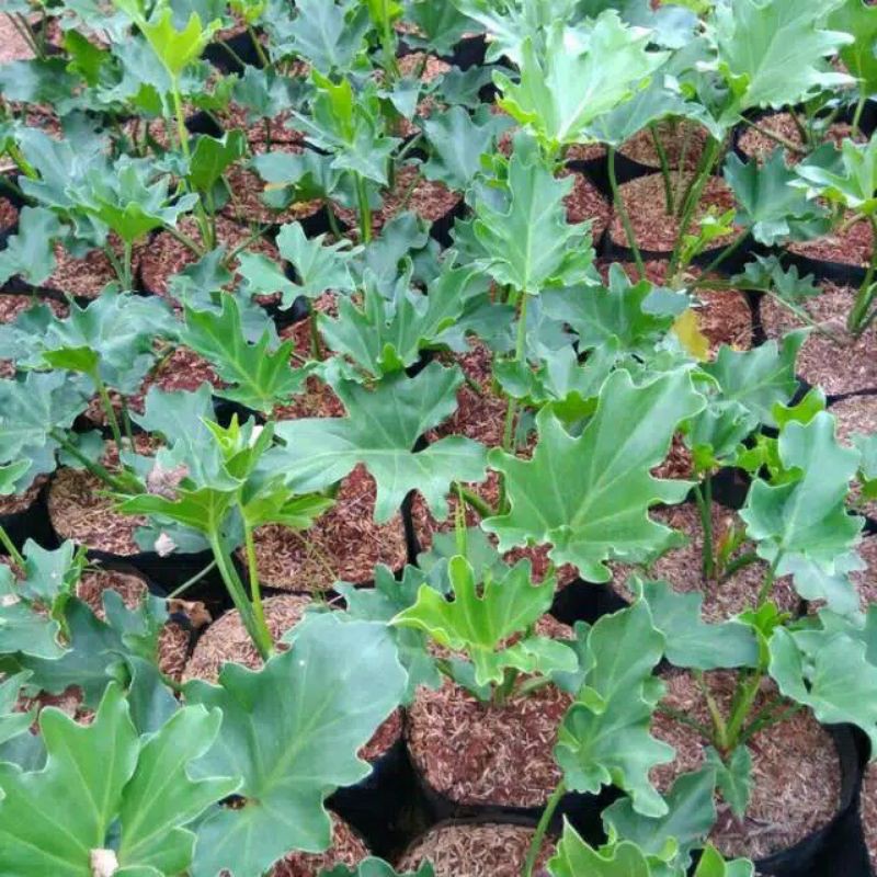 Jual PROMO!! Tanaman Hias Philodendron Selloum - Tanaman Indoor - Pohon ...