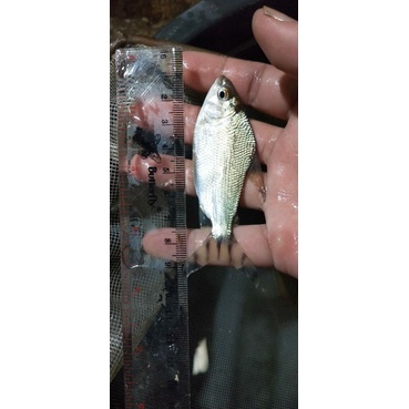 Jual ikan yff ( yelow feifeng) | Shopee Indonesia