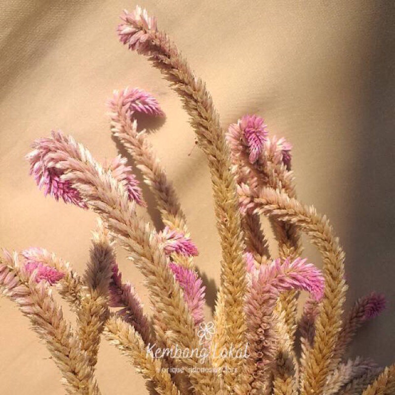 Jual dried Boroco/dried celosia | Shopee Indonesia