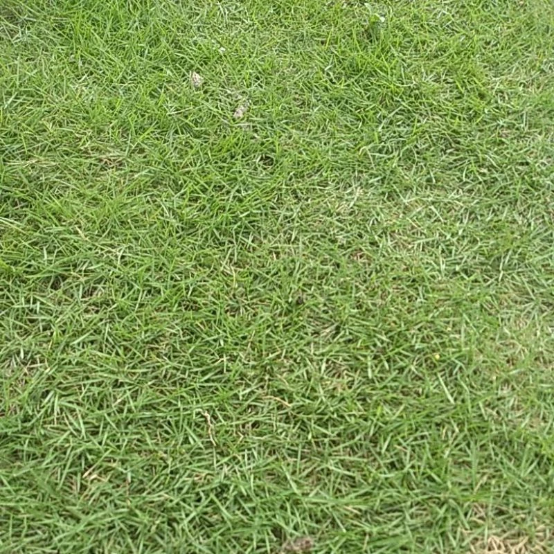 Jual Rumput Jepang Blitar