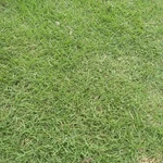 rumput jepang