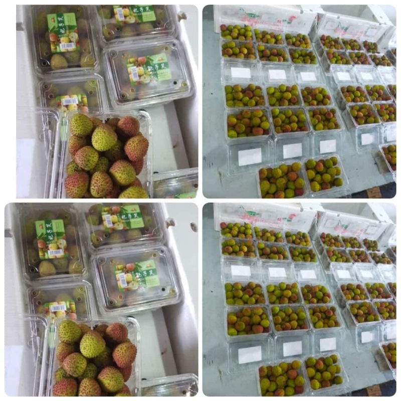 Jual Buah Segar Fresh Leci Hijau Madu Manis Segar Termurah Shopee Indonesia 8252