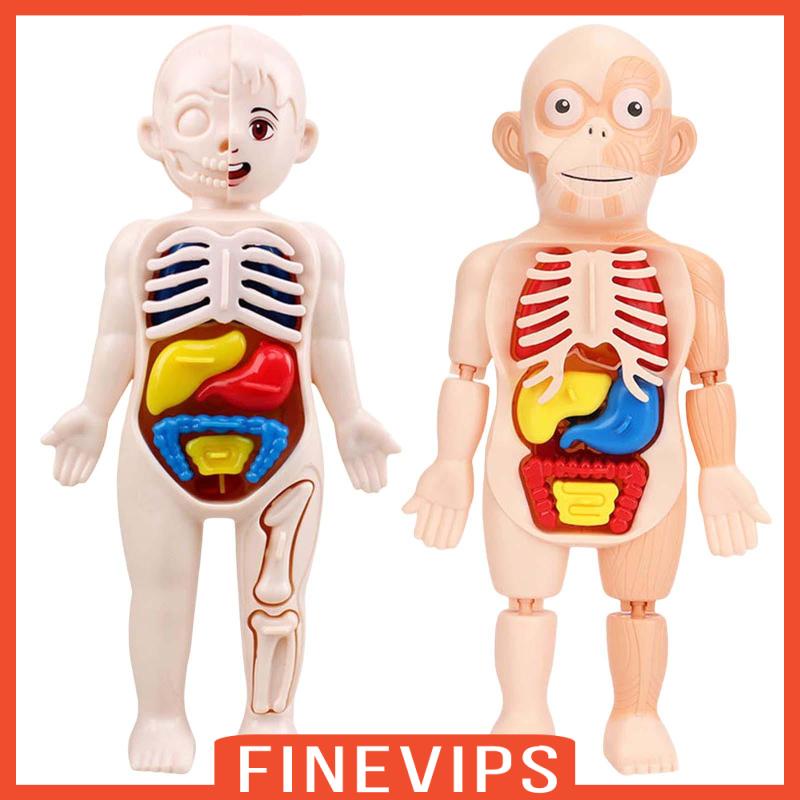 Jual Finevips Model Anatomi Torso / Anatomi Tubuh Manusia Untuk Alat ...