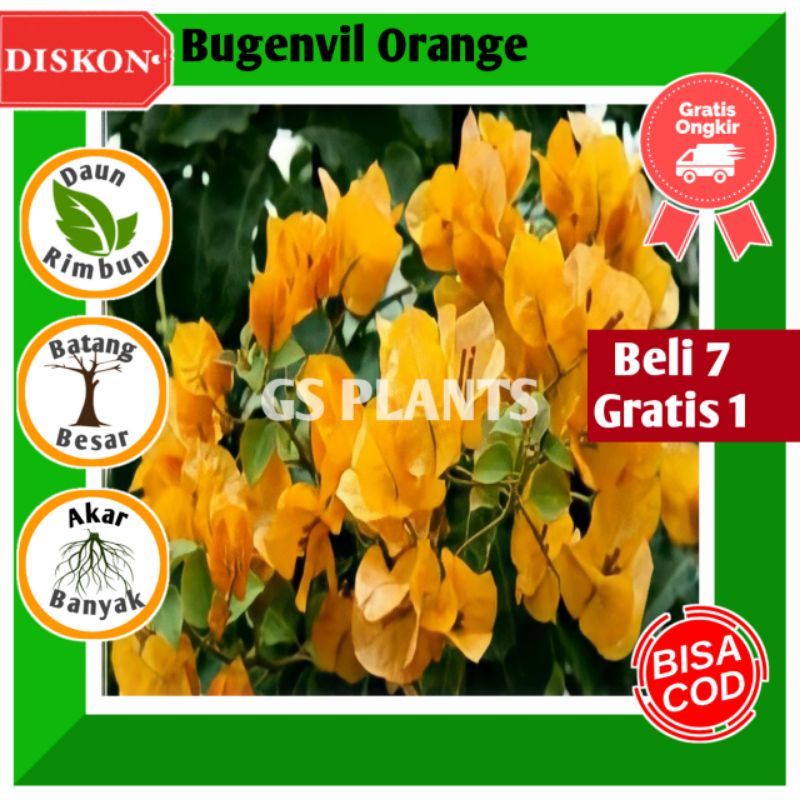 Jual Bibit Tanaman Hias Bugenvil Bunga Kertas Orange Bougenville