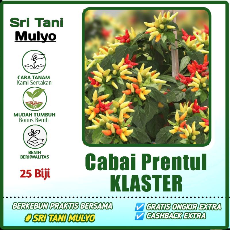 Jual Biji Benih Cabai Unik Prentul Klaster Bibit Cabe Gerombol