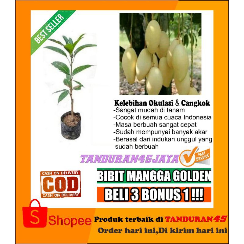 Jual Bibit Mangga NAMDOKMAI/GOLDEN OKULASI Cepat Berbuah | Shopee Indonesia