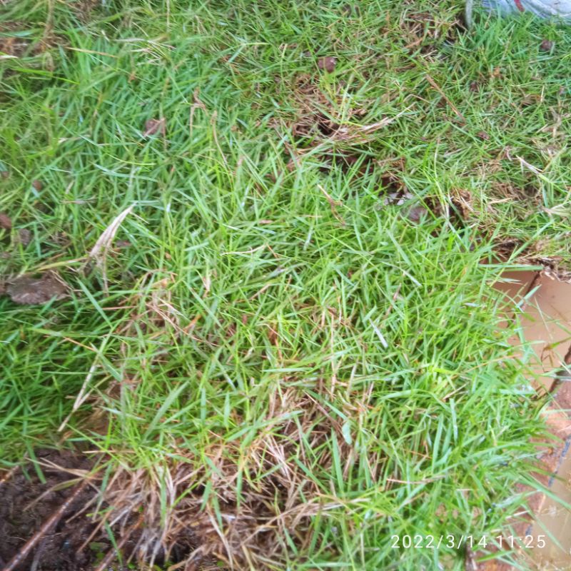 Jual rumput jepang/peking15x15cm | Shopee Indonesia