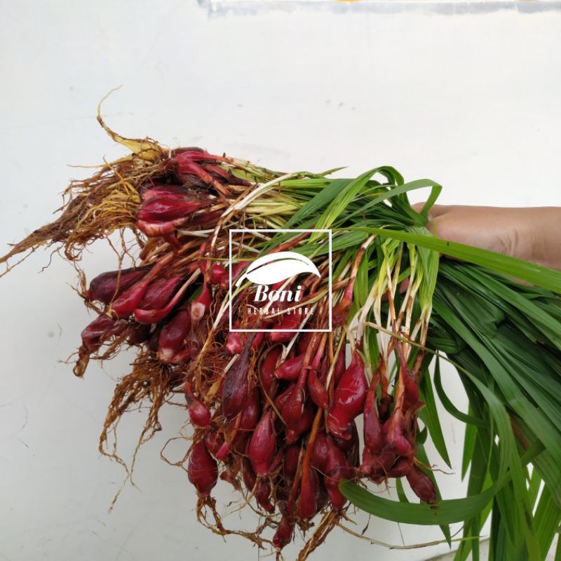 Jual Bawang Dayak atau Sabrang Segar 1kg | Shopee Indonesia