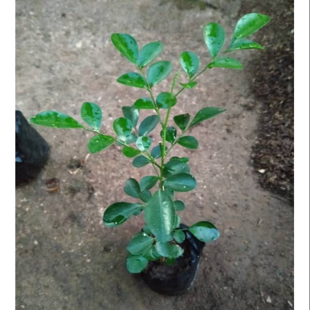 Jual Tanaman kemuning/bibit kemuning | Shopee Indonesia