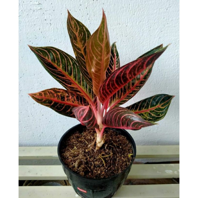 Jual Aglonema Red Sumatera tanaman hias aglonema red sumatra