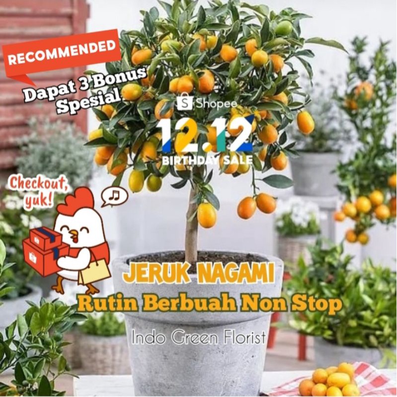 Jual Bibit Jeruk Nagami Sudah Berbuah Tinggi 1m Tanaman Jeruk Nagami