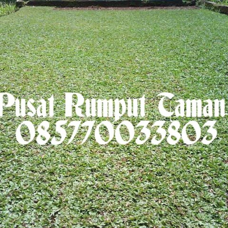 Jual Rumput Gajah Mini Ukuran 30x30 Siap Tanam Shopee Indonesia