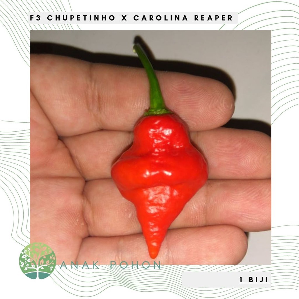 Jual Benih Bibit Biji Cabai F Chupetinho X Carolina Reaper Pepper Seeds Shopee Indonesia