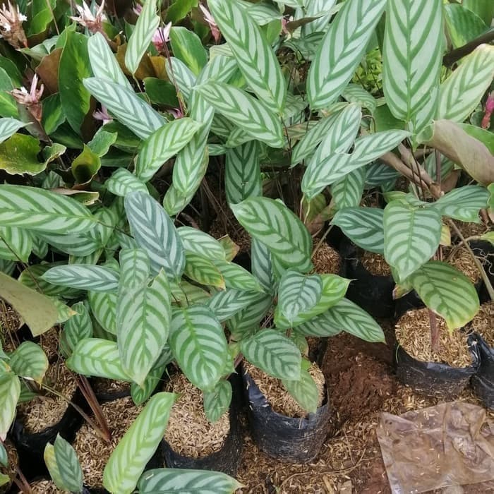 Jual tanaman hias calathea ctenanthe setosa silver | Shopee Indonesia