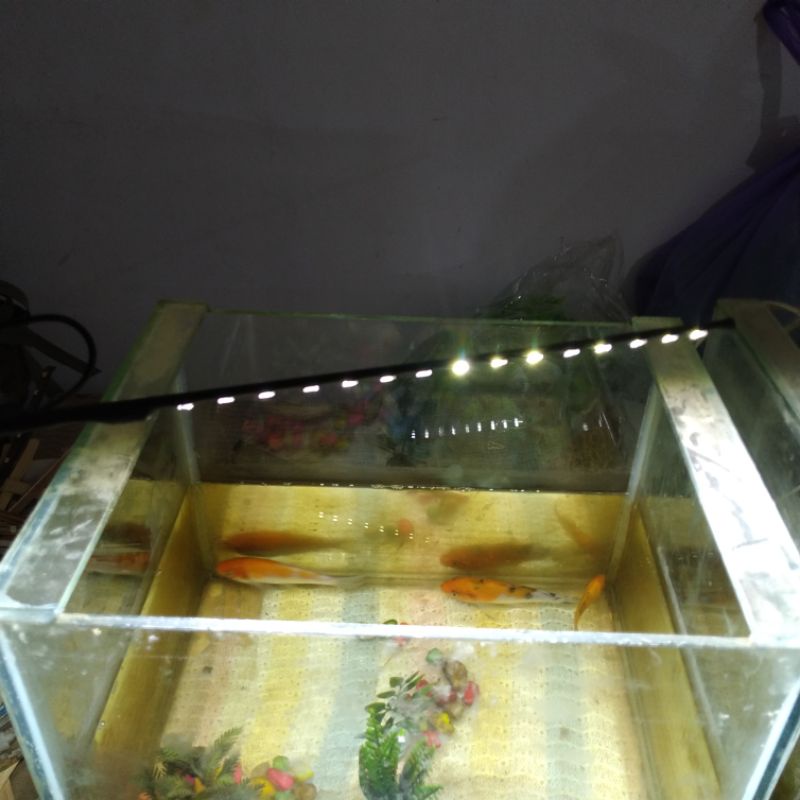 Jual Lampu Aquarium Led Smd Panjang 20cm 10 Titik Lampu Aquarium