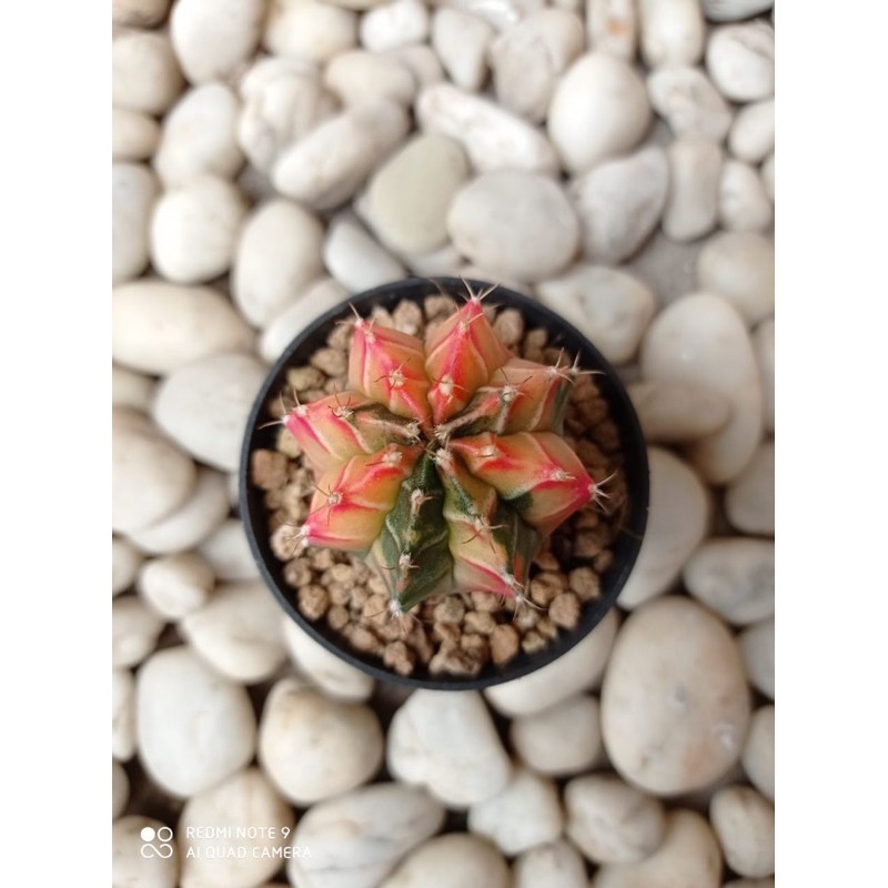 Jual Gymno starfire | Shopee Indonesia