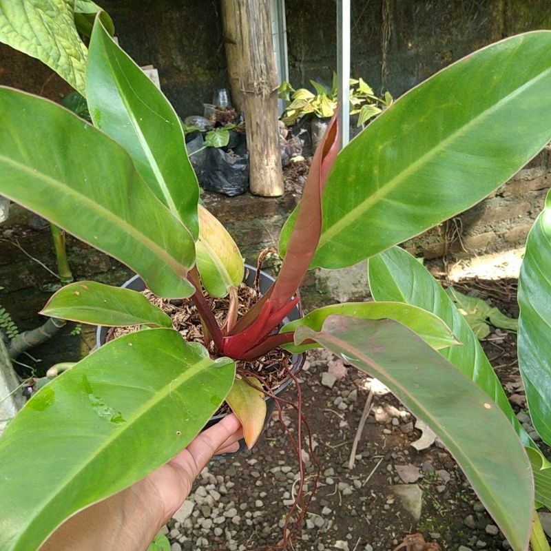 Jual philo red imperial | Shopee Indonesia
