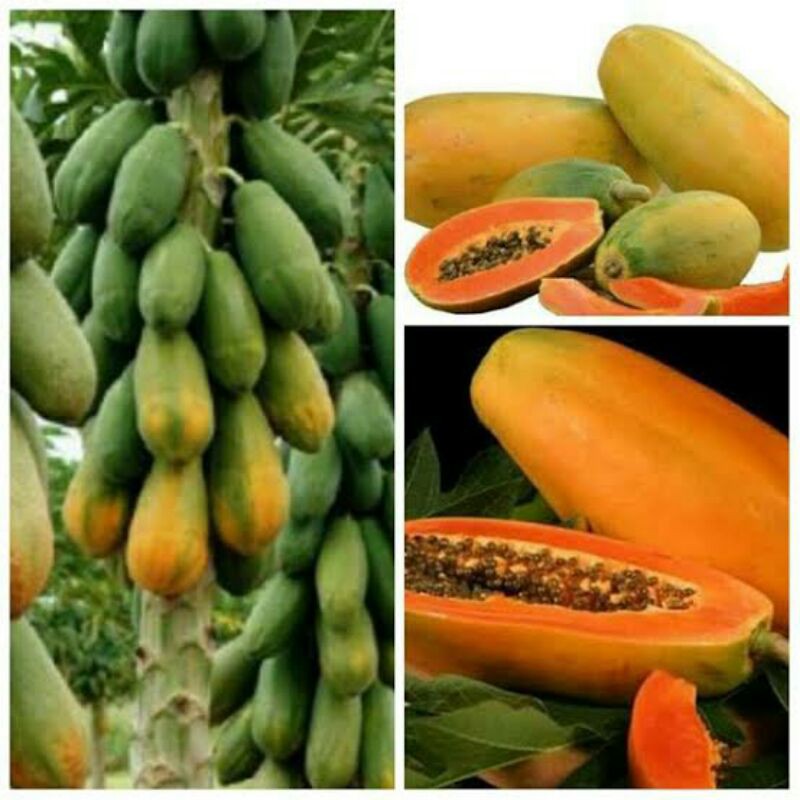 8 Butir - Benih Bibit Buah Pepaya California Unggul Pasti tumbuh
