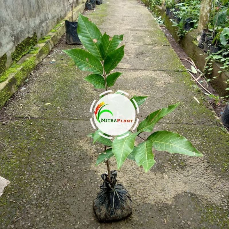 Jual Bibit Pohon Rambutan Rapiah - Tanaman Buah Rambutan Rapiah Hasil ...