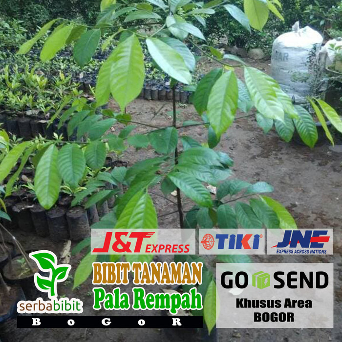 Jual Bibit Buah Pala Biji Bundar Shopee Indonesia