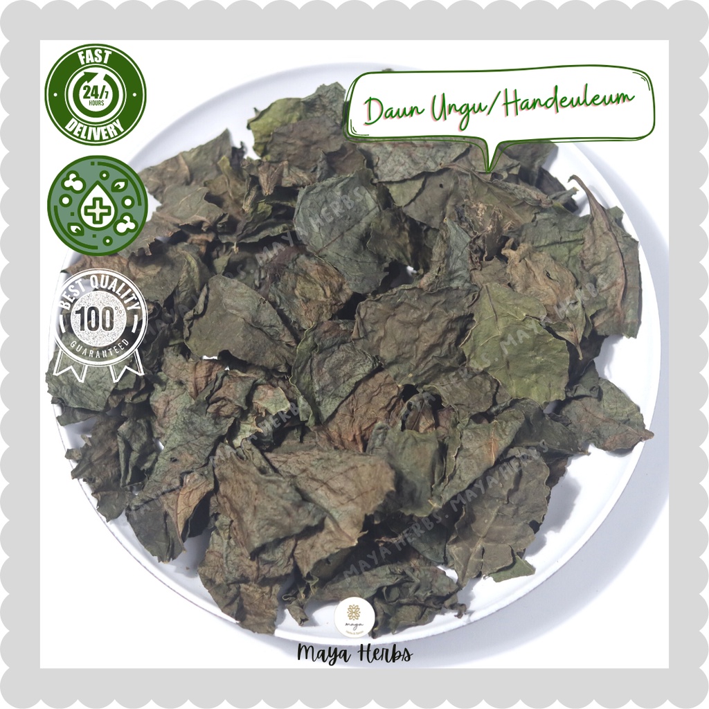 Jual Daun Ungu / Handeuleum Kering 10 gram ( Demung / Graptophyllum ...