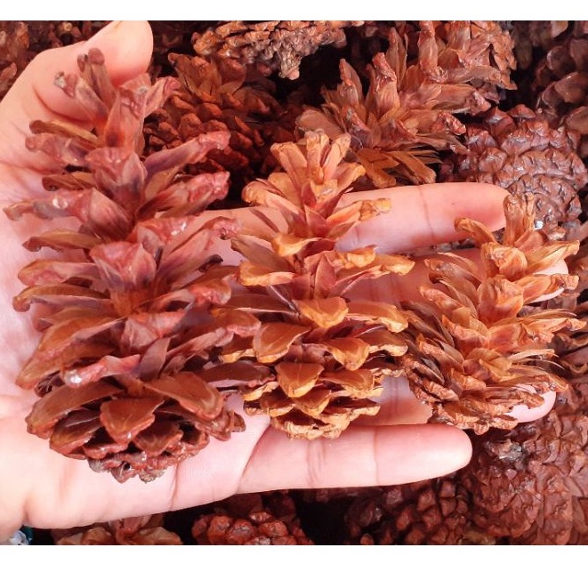 Jual 1 Pcs Bunga Pinus Mekar Pinecone Pine Flower Kembang Pinus Proferty Foto Hiasan Craft 1098