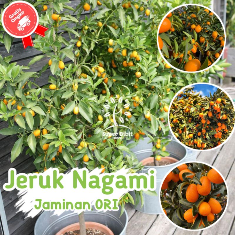 Jual Bibit Tanaman Jeruk Nagami Bisa Dimakan Bersama Kulitnya Cepat