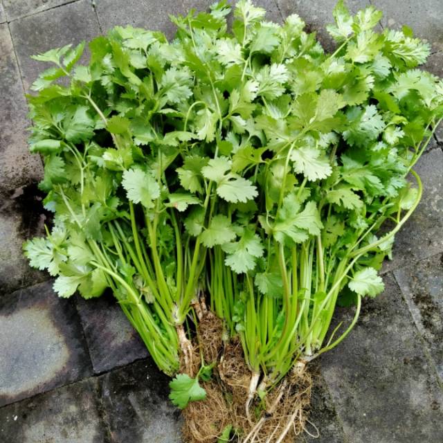 Jual CILANTRO / WANSUI / DAUN KETUMBAR FRESH MURAH Harga per 500gr ...