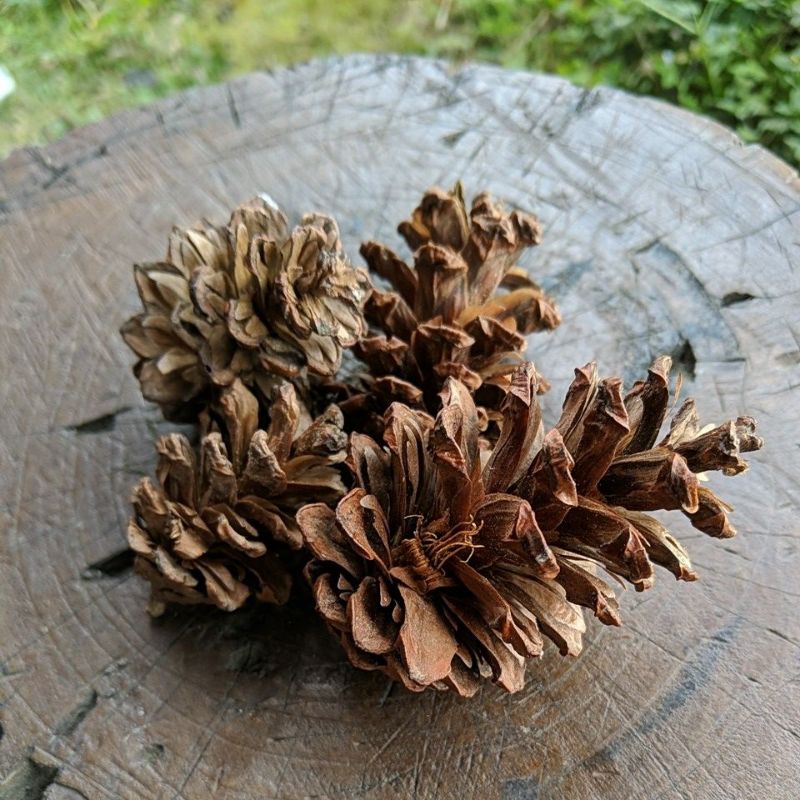 Jual DIARY PETANI - Bunga Pinus Asli Bagus 1 Kg | Shopee Indonesia
