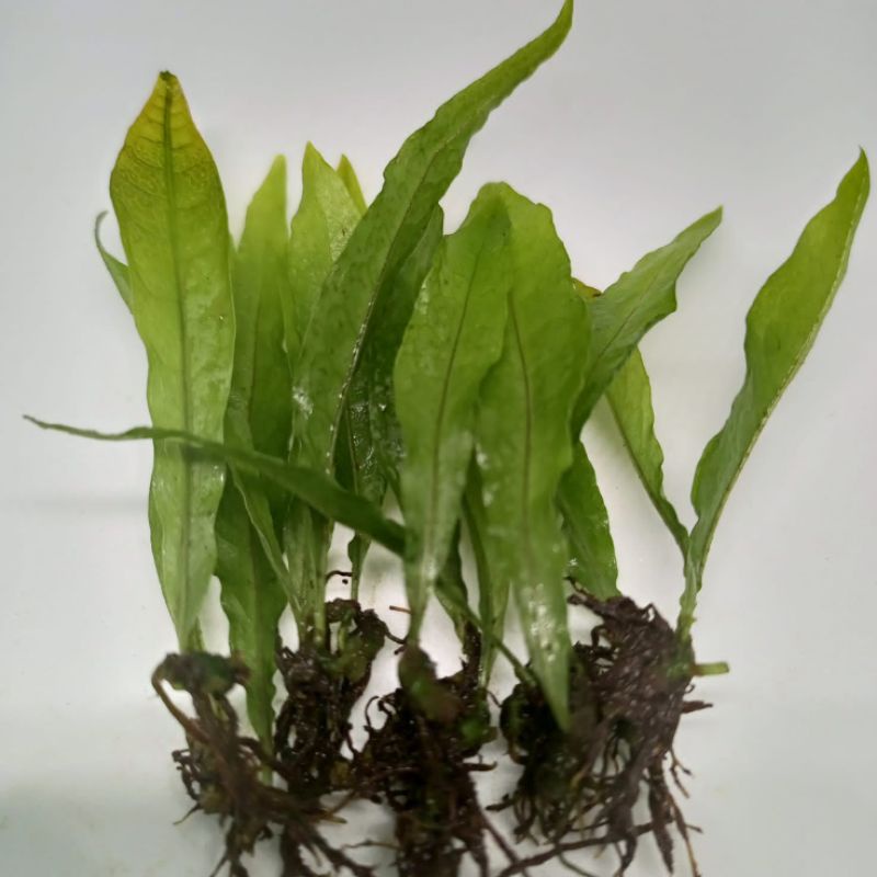 Jual Kadaka mini tanaman aquascape | Shopee Indonesia