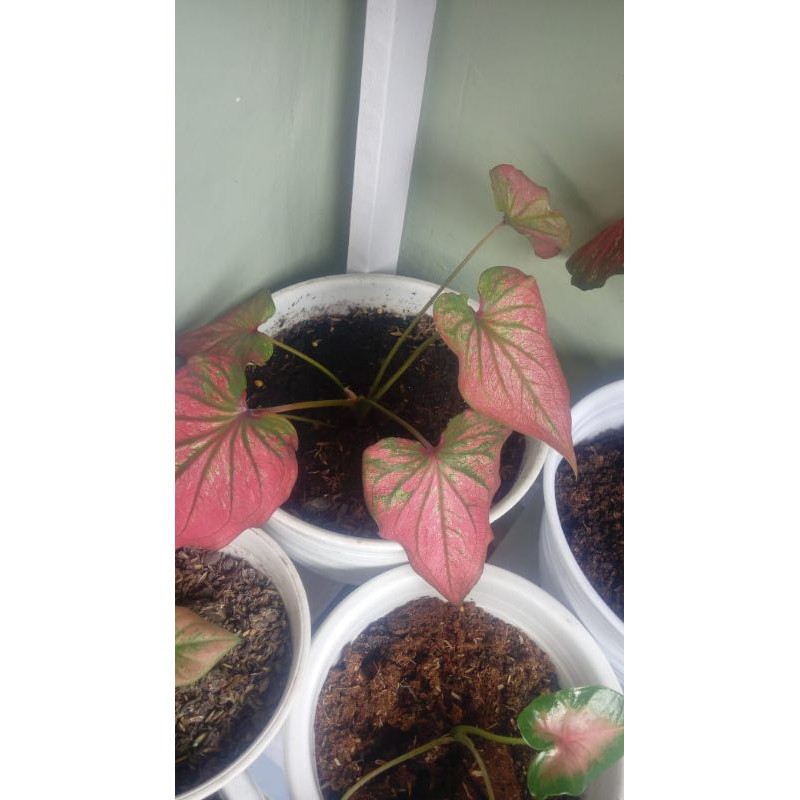 Jual caladium red infinity | Shopee Indonesia