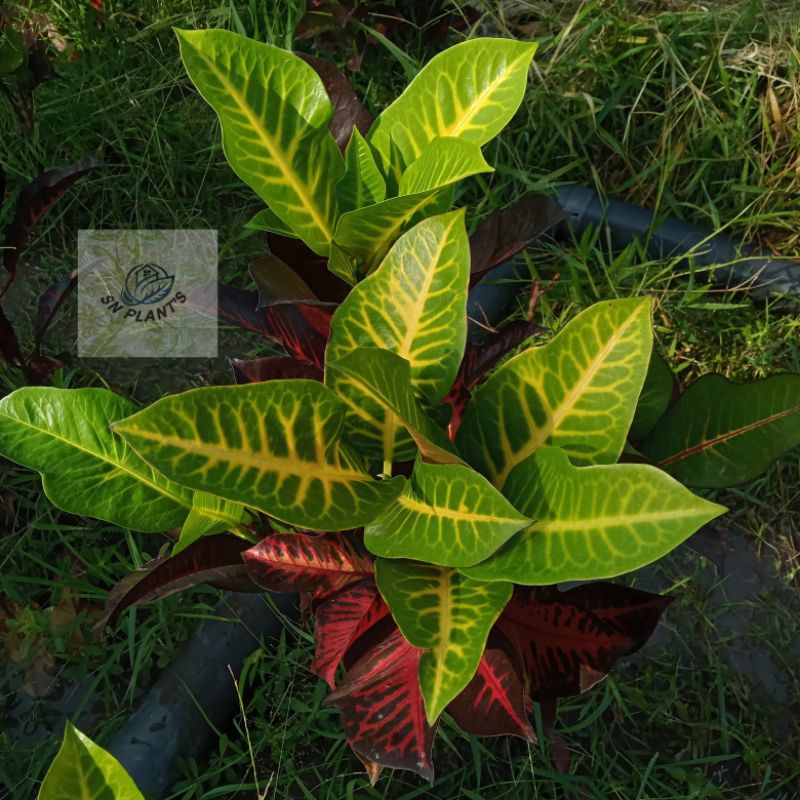 Jual tanaman hias puring marinka. | Shopee Indonesia