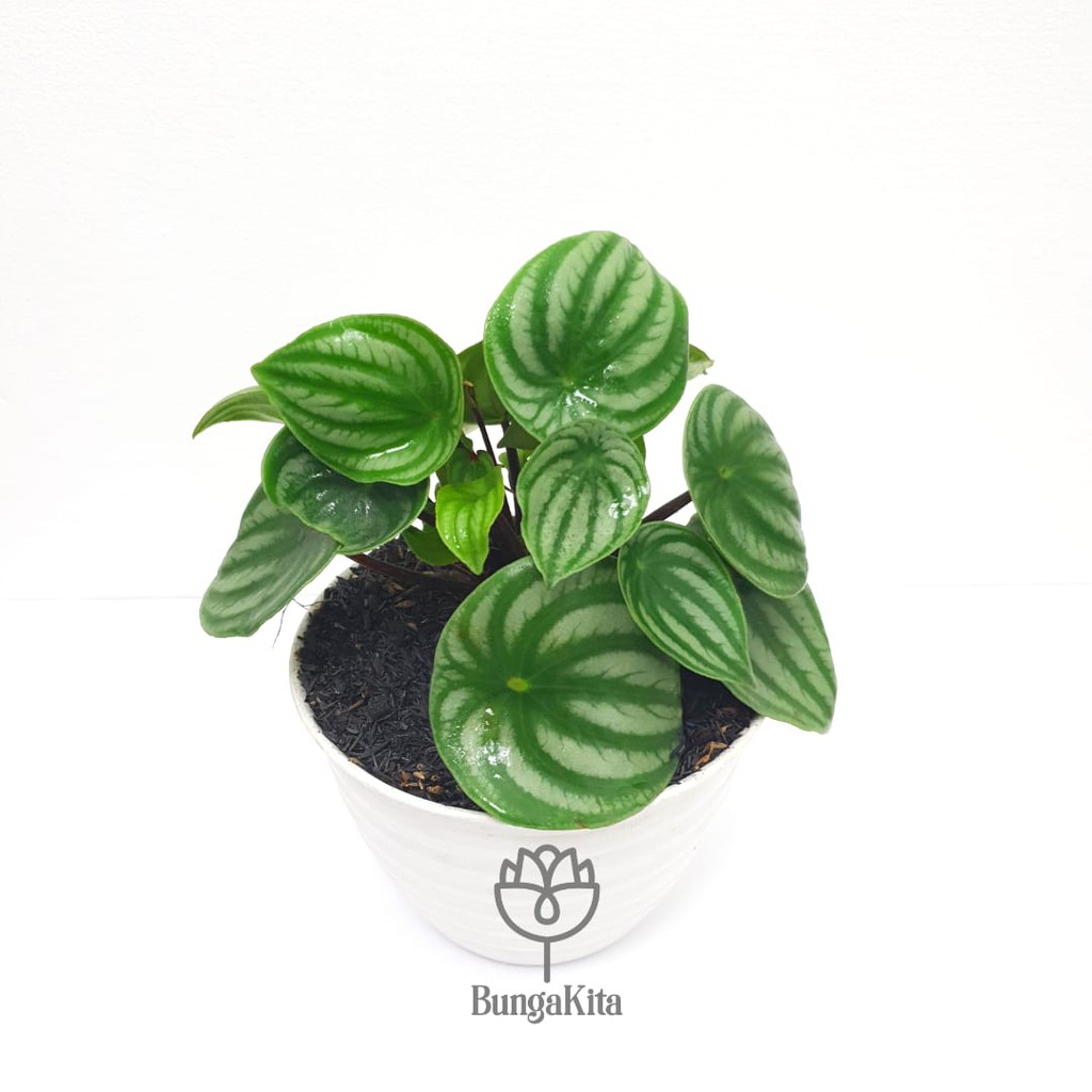 Jual Tanaman Hias Indoor PEPEROMIA WATERMELON | Shopee Indonesia