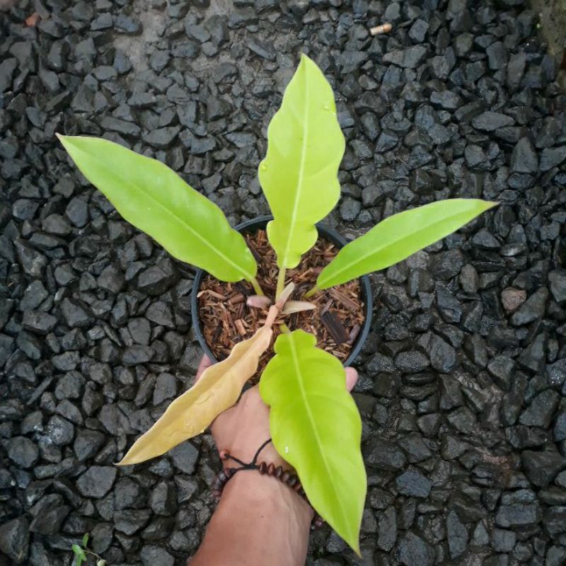 Jual bibit philodendron golden saw/crocodile golden/philo gergaji ...