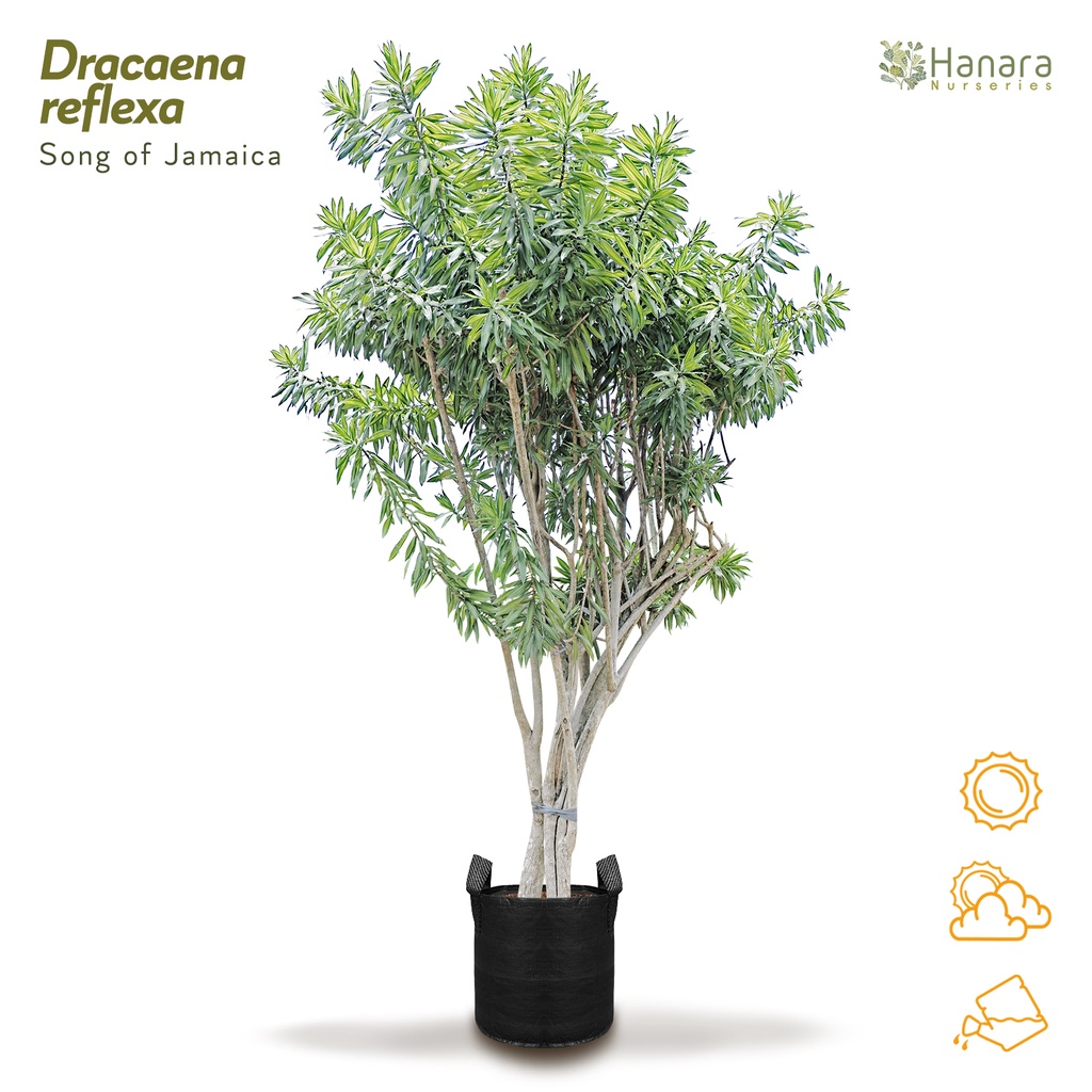 Jual Dracaena reflexa - Song of Jamaica - pohon instan/instant tree ...