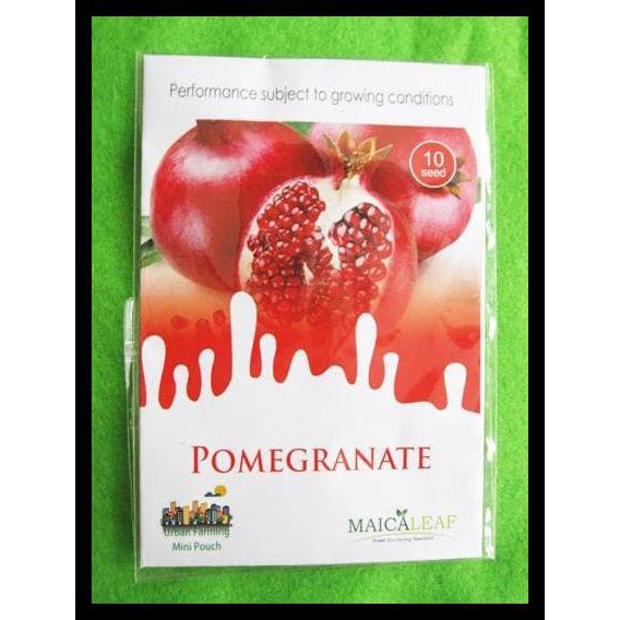 Jual Buruan Beli Benih / Biji Delima Jumbo / Pomegranate (Maica Leaf ...